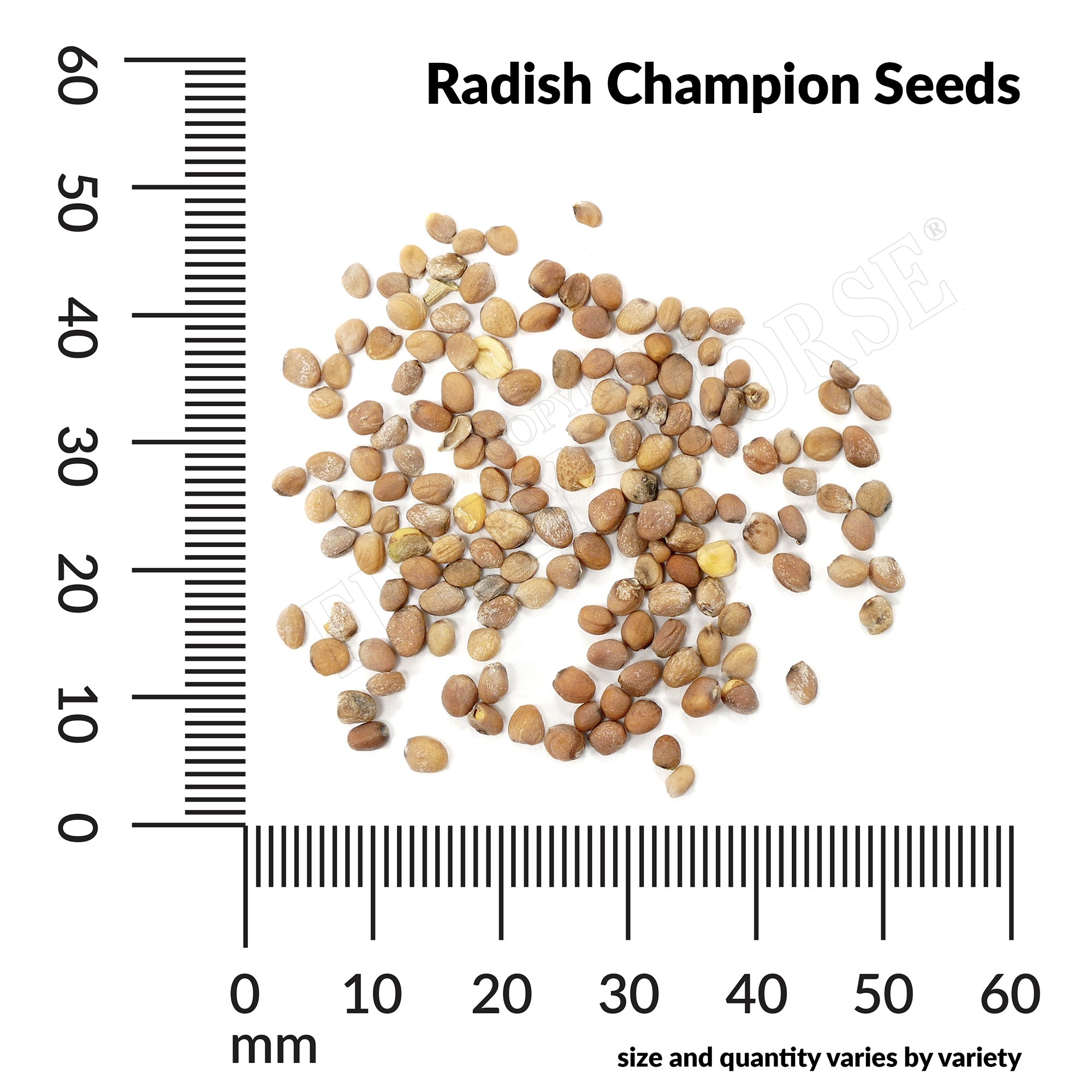 Radish champion seed spill and measurement